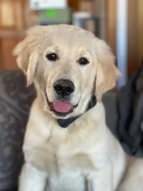 James-12-weeks-bowtie-2-1