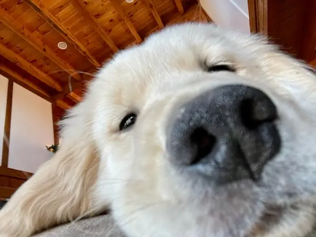 James' Snoot