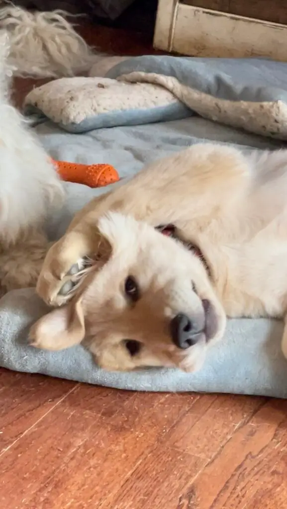 James-paw-pose-8-wks-1