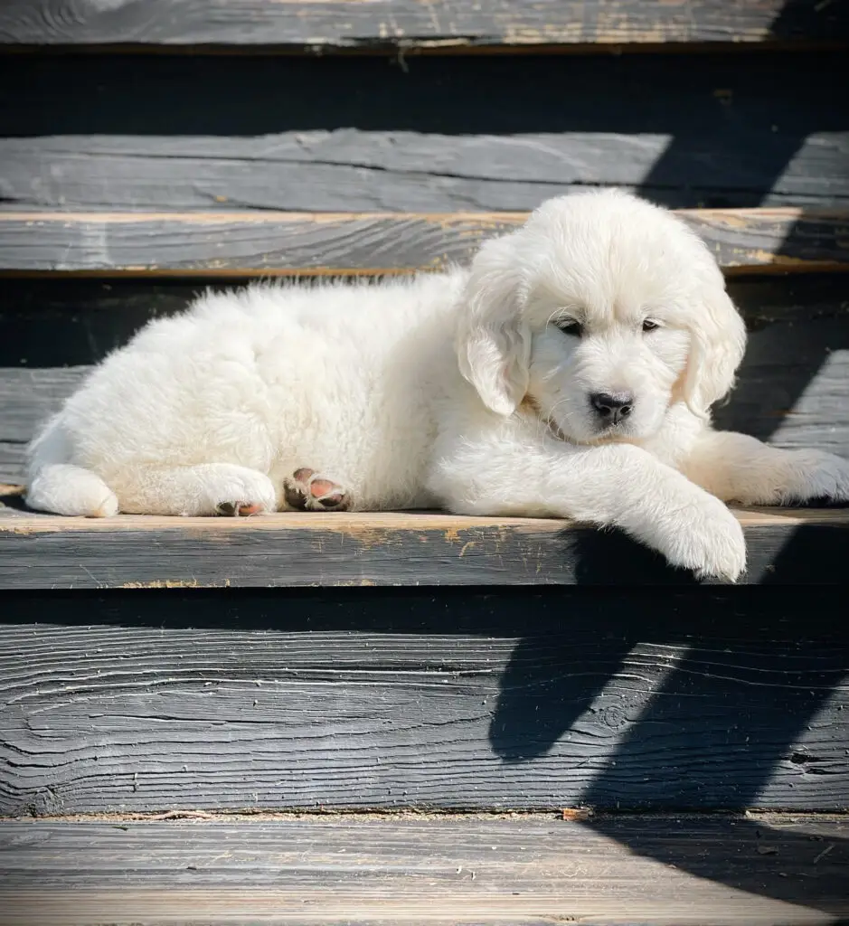 Baby Pippa