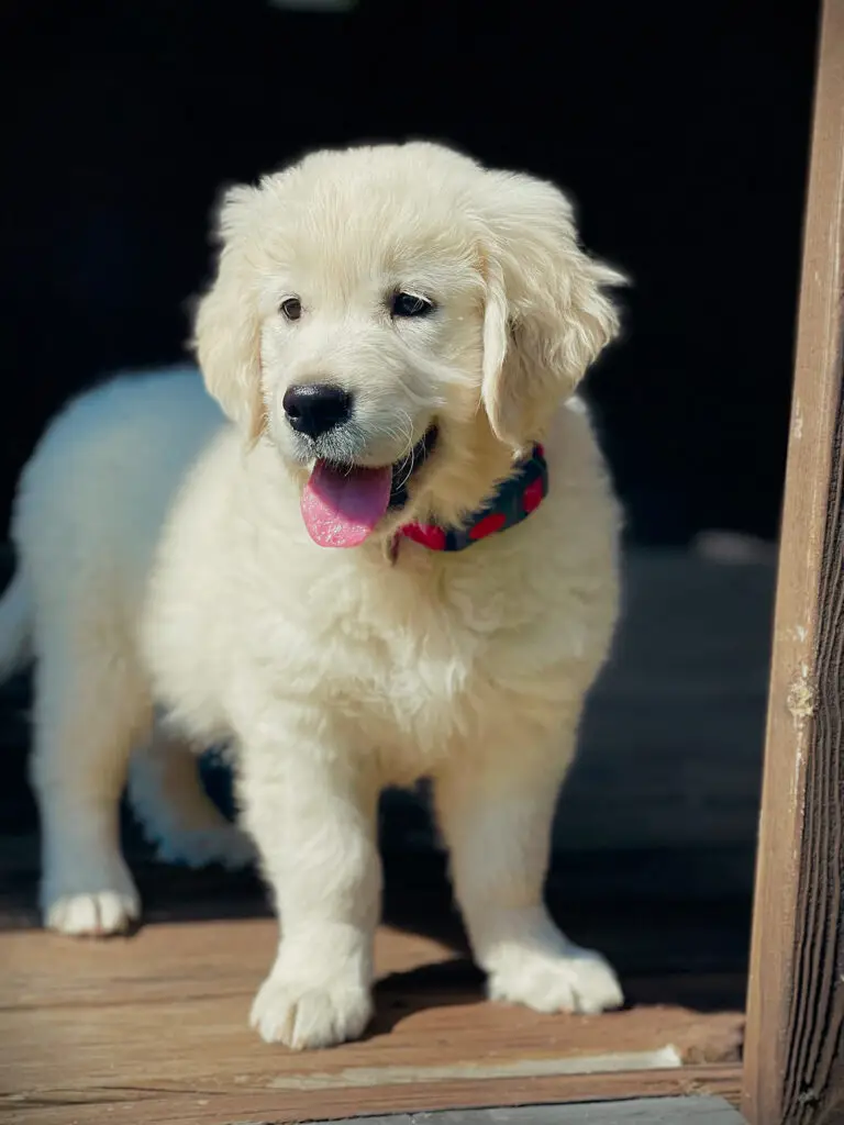 Baby Pippa