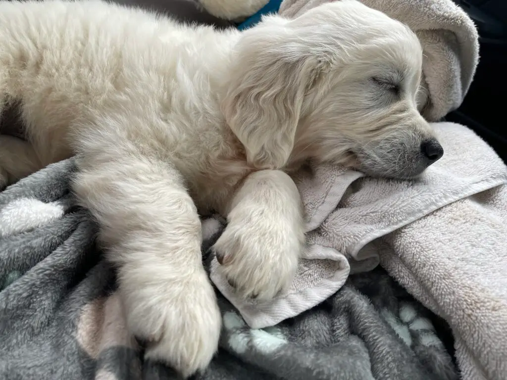 PippaSleep2