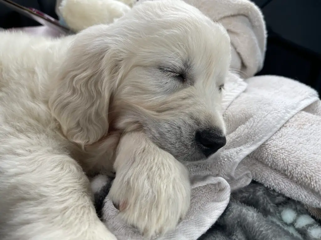 Sleeping Pippa