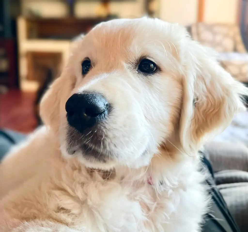 Pippa close up