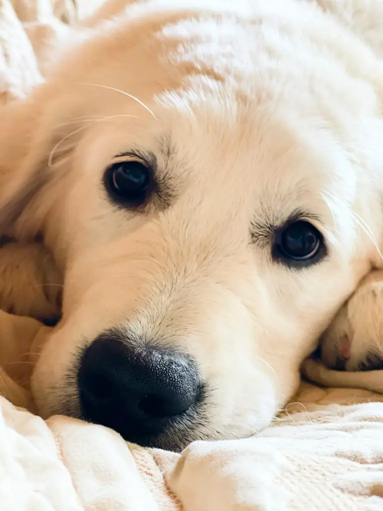 Pippa