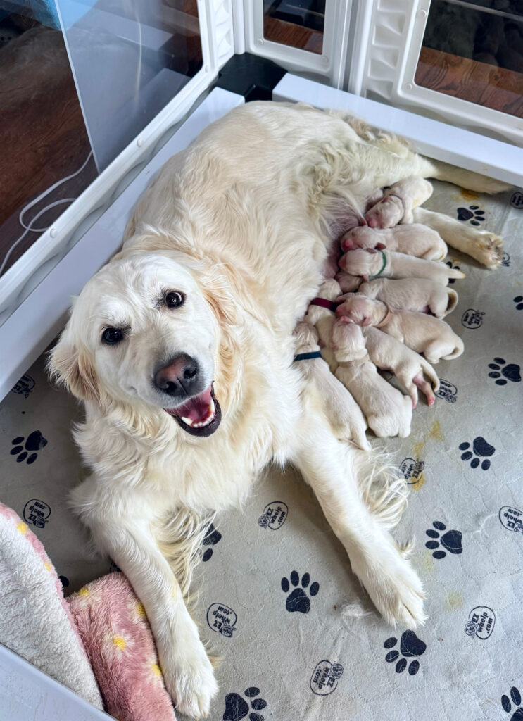 Pippa and Puppies