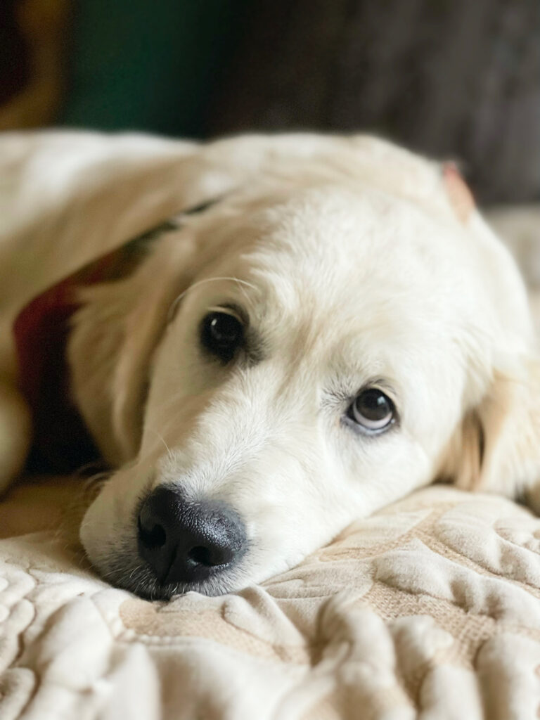 Pippa 2